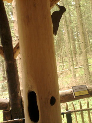 Modell eines Spechtes am Baum aus Holz