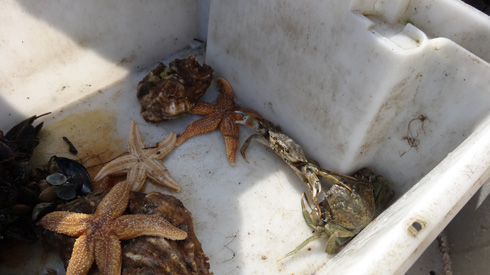 Bei der Kutterfahrt auf dem Meer wurde so einiges gefunden: In einer Kiste liegen Seesterne, Krebse, Kraben usw.
