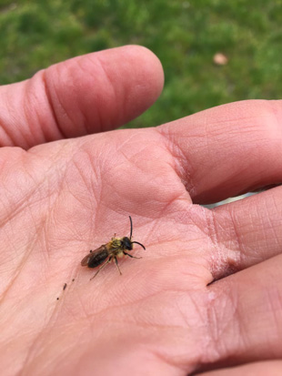 Auf einer Hand liegt eine Biene.