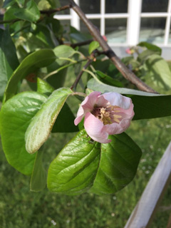 Bild einer geöffneten Quittenblüte