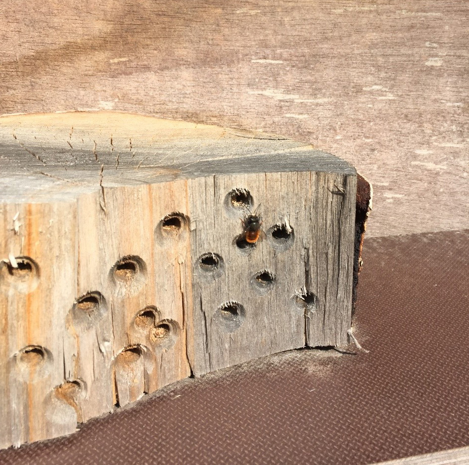 Bild der Mauerbine vor einem Insektenhotel aus altem Holz