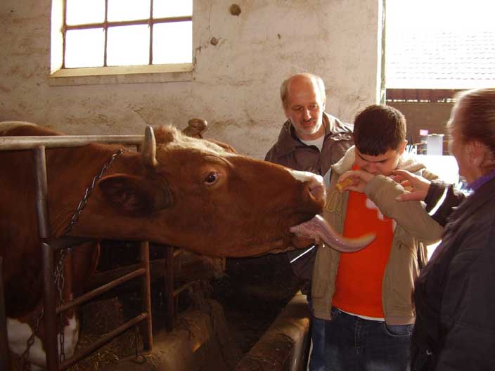 Berkan füttert eine Kuh mit Brötchen, wobei man die raue Zunge sehr gut fühlen kann.