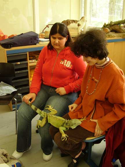 Aneta und Regina stellen fest, dass der Leguan 'Flopsi' von Kopf bis Schwanzende sehr lang ist.